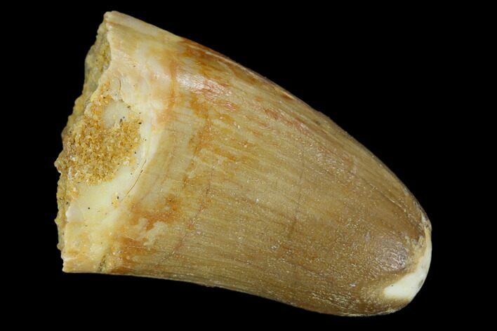Cretaceous Fossil Crocodile Tooth - Morocco #122476